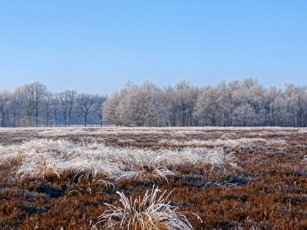 Noordsche veld